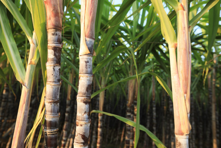 Sugarcane shoots