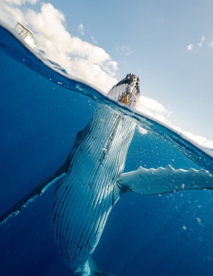 A whale in the ocean