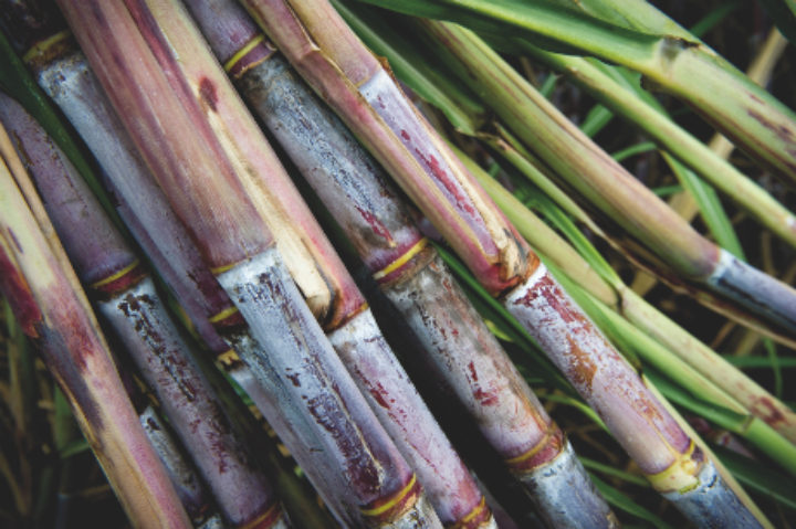 sugarcane